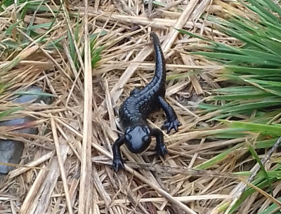 Schwarzer Salamander