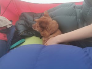 Hund im Zelt