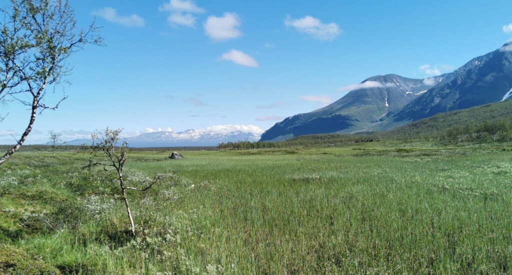 Schwemmwiese in Lappland