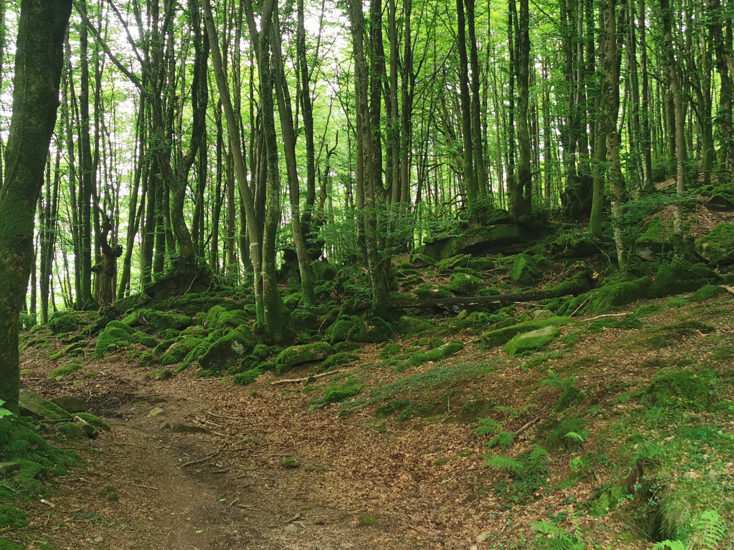 Mystischer Wald, überwuchert von Moos und Flechten