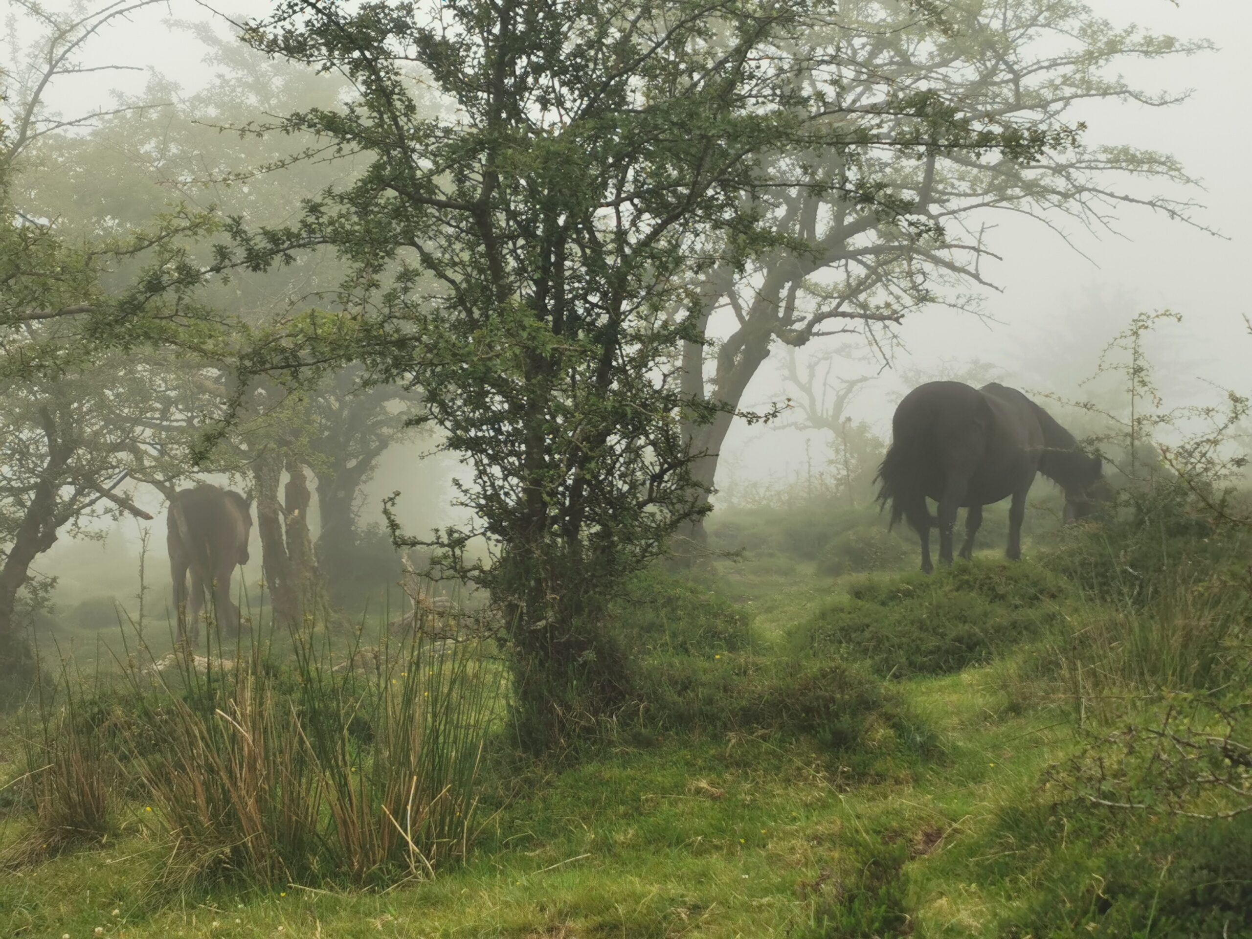 Pferde im Nebel