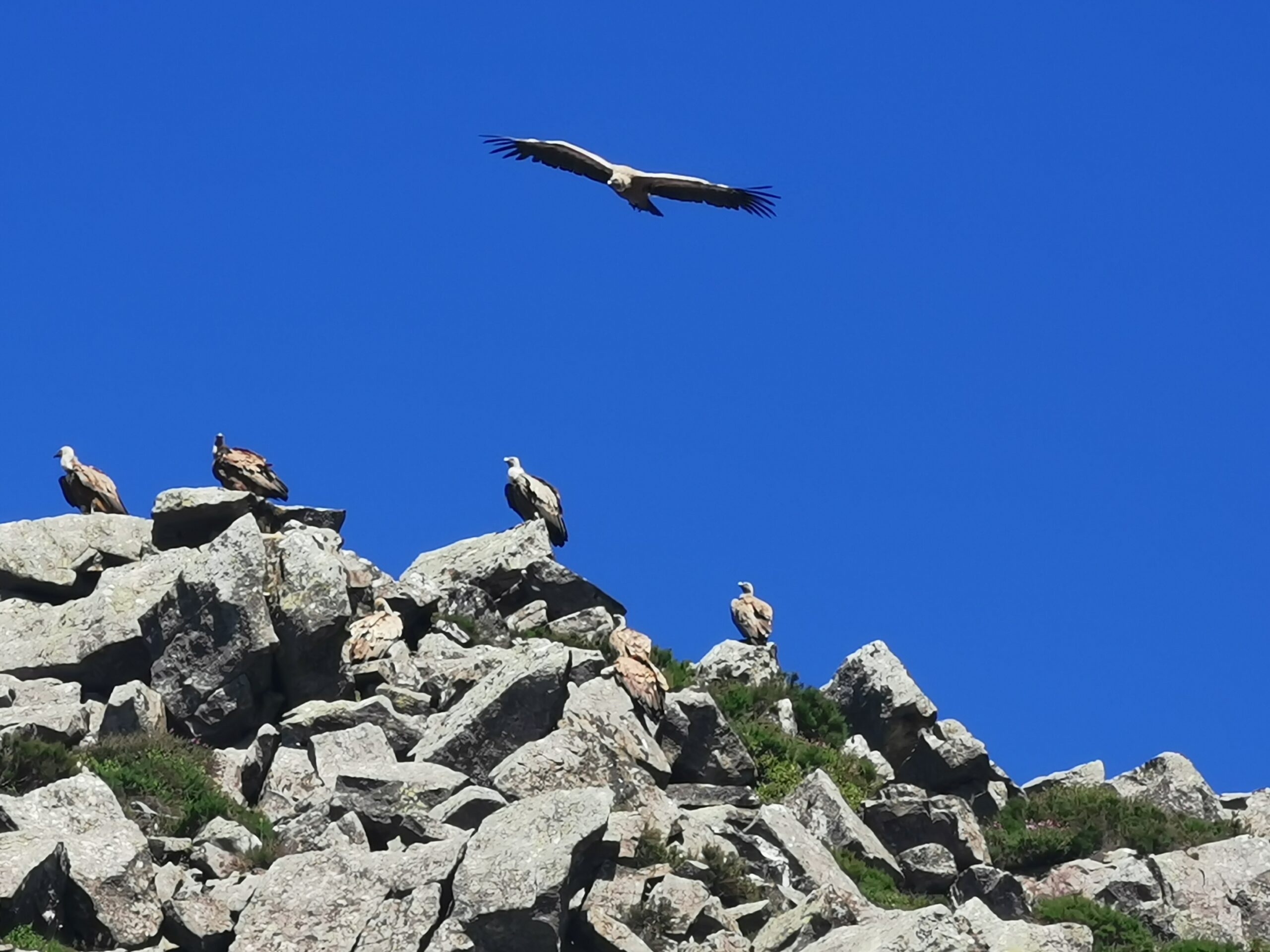 Geier über Geier auf den Felsen - ein unbeschreiblicher Anblick