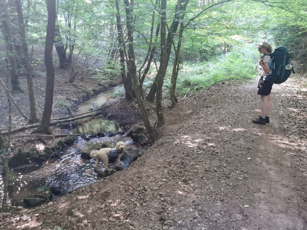 Hund badet im Bach
