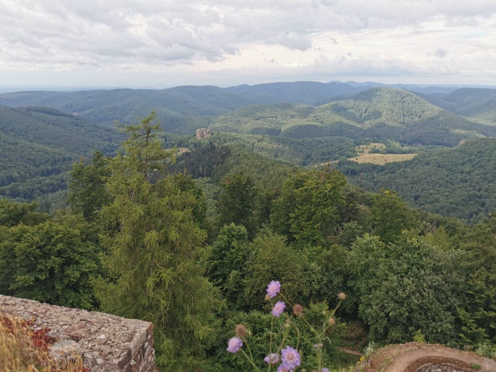 Blick auf die Burg Fleckenstein von der Hohenbourg