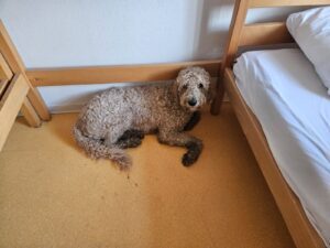 dreckiger Hund