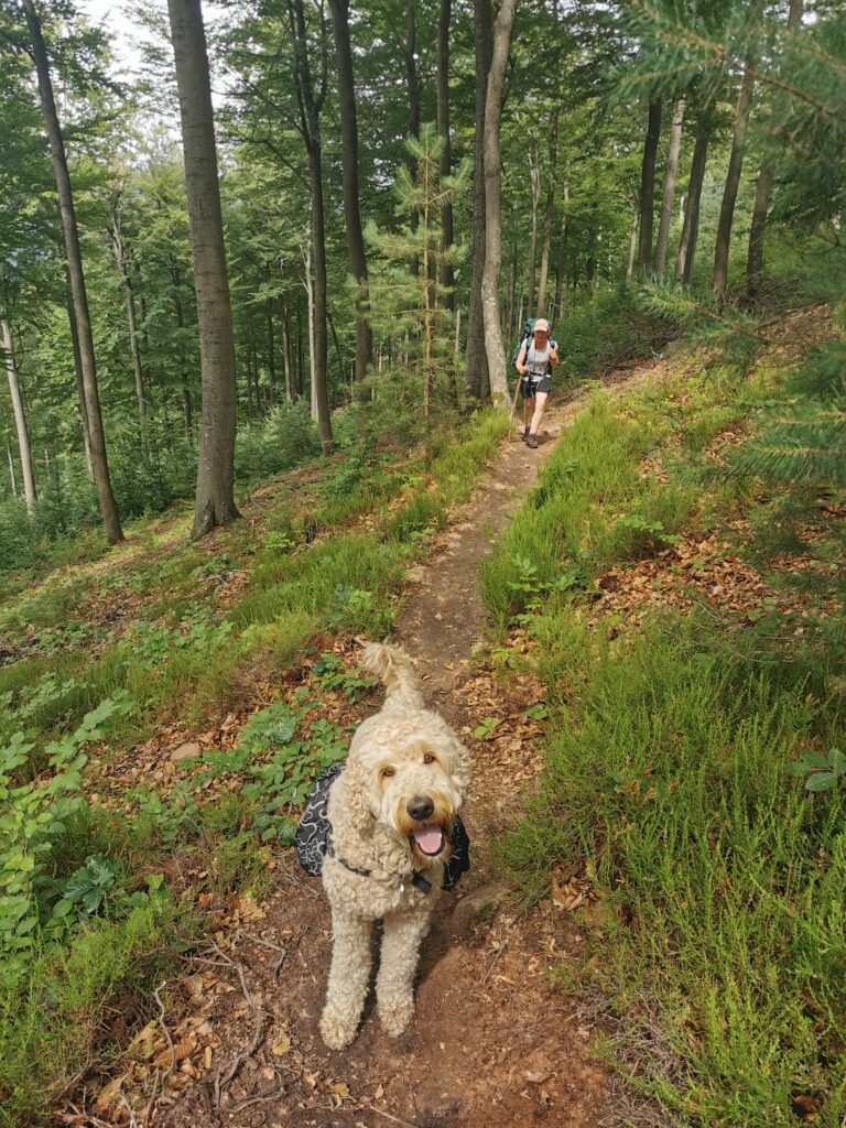 Aufstieg im Wald